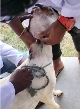 Giving up the 'Dollar Dream' to Become a Goat Doctor at Home