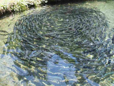 Foreign Returnee Starts Fish Farming in Bhojpur Using Skills Gained Abroad