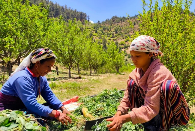 Addressing Climate-Induced Migration in Jumla Through Agricultural Resilience