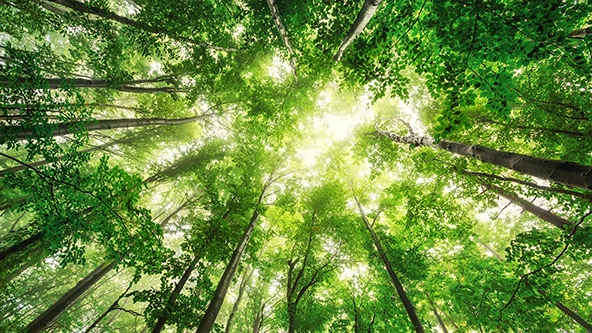$9.4 million Received for Forest Carbon Credit to be Invested in Reforestation, Community Enterprises